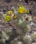 Cylindropuntia echinocarpa