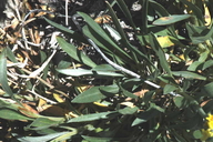 Cryptantha confertiflora