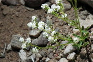 Cryptantha utahensis