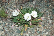 Tufted Evening-primrose