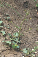 Sanicula crassicaulis
