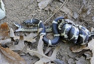 Lampropeltis getula