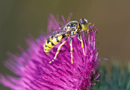 Common Eumenid Wasp