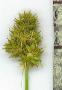 Carex harfordii