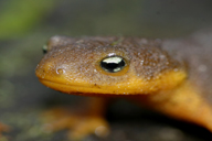 Taricha granulosa