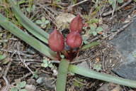 Allium yosemitense