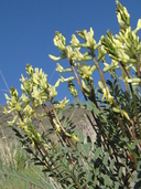 Astragalus eremiticus