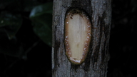 Thyrsodium spruceanum