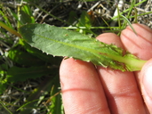 Taraxacum californicum