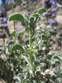 Salvia dorrii var. dorrii
