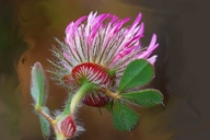 Trifolium hirtum