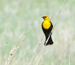 Xanthocephalus xanthocephalus