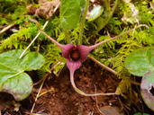 Asarum caudatum