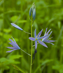 Camassia quamash