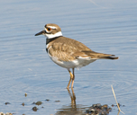 Charadrius vociferus
