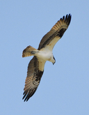 Pandion haliaetus