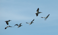 Pelecanus erythrorhynchos