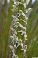 Platanthera dilatata var. leucostachys