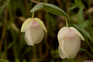 Calochortus albus