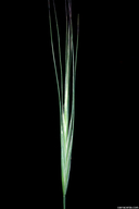 Bromus diandrus