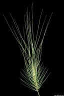 Medusahead Grass