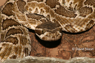 Crotalus helleri