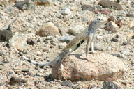 Callisaurus draconoides