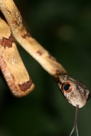 Dog-toothed Catsnake