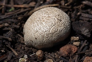 Small Warted Mountain Puffball