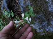 Scutellaria californica