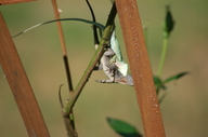 Both male anoles had been displaying by head bobbing and extending dewlaps. Green approached the Brown and attacked it, grabbing it by the throat as shown in photo. Brown twisted free and moved off about 1 meter.<br /><strong>Location:</strong> Gainesville, Florida USA (Florida, US)<br /><strong>Author:</strong> <a href="http://calphotos.berkeley.edu/cgi/photographer_query?where-name_full=James+Harding&one=T">James Harding</a>