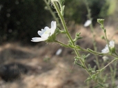 Hemizonia luzulafolia