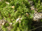 Moss/phlox-leaf Bedstraw