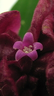 Psychotria rosea