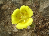 Calochortus luteus
