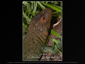 Guyana Caiman Lizard