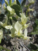 Astragalus beckwithii var. weiserensis
