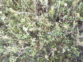 Eremalche parryi ssp. kernensis