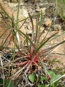 Armeria maritima ssp. sibirica