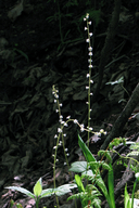 Mitella diphylla