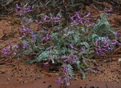Astragalus zionis