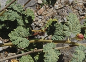 Sphaeralcea parvifolia