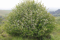 Black-fruited Hawthorn