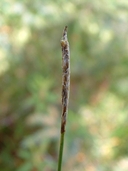 Carex exilis
