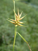 Carex michauxiana