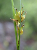 Carex oligosperma