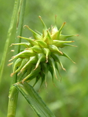 Carex retrorsa