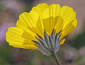 Geraea canescens