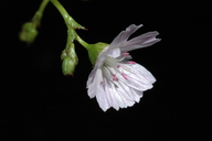 Lewisia congdonii