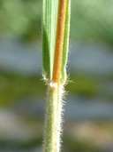 Danthonia spicata